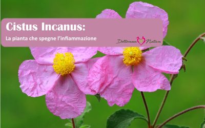 Sono Cisti, la piantina che ti aiuta a spegnere l’infiammazione!