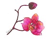 orchidea dottoressa natura 3 orchidea_dottoressa_natura Dottoressa Natura