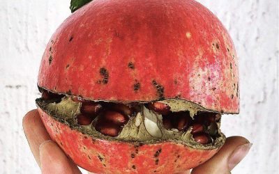 Melagrana: l’aiuto di un frutto prezioso.