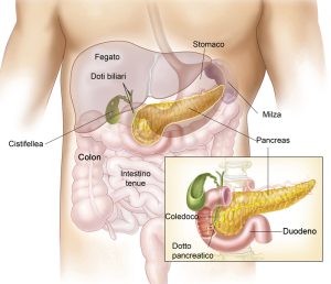 pancreas Il Diabete: curarlo nel corpo, nelle emozioni e nell'anima Dottoressa Natura