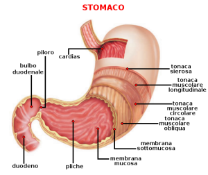 digestione stomaco 2 Mal di stomaco: per guarirlo ascolta i suoi disagi e ripristina la sua vitalità Dottoressa Natura