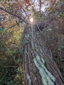 albero divino Luce pino manni poesia: COSI' FORTE COSI' GRANDE Dottoressa Natura